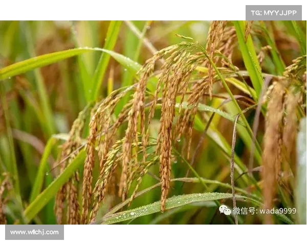 高地红石榴种植全攻略:从选地到养护的实用技巧与丰收秘诀 高地红石榴种植全攻略:从选地到养护的实用技巧与丰收秘诀