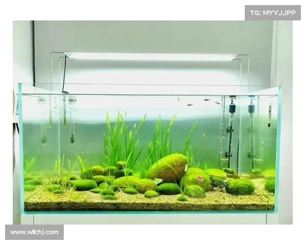 游侠宠物捕捉全攻略 从新手到高手的全面指南与技巧解析